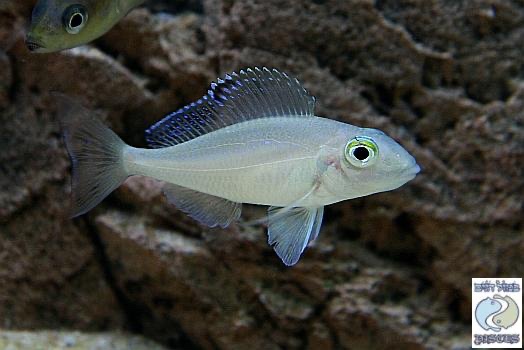 Xenotilapia spilopterus 'Cape Kachese'